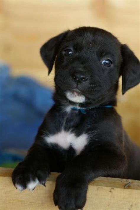 Boxer lab mix is a cross-breeding of two famous breeds, boxers, and labradors. . Black lab boxer mix puppy